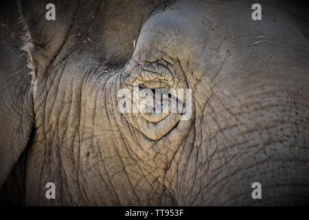 Auge des Elefanten Stockfoto