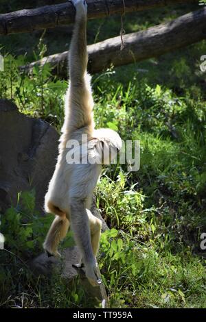 Hanging Monkey Stockfoto