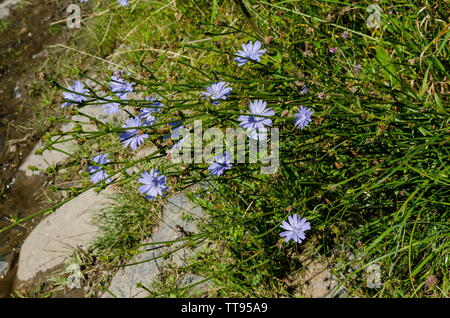 Blau Cichorium intybus oder Zichorien wilde Blume auf der Wiese, Berg Vitosha, Bulgariens Stockfoto