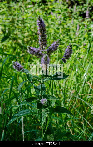 Pennyroyal oder Minze Mentha pulegium, Kräuter, Heilpflanzen von Glade, Vitosha, Berg, Bulgarien Stockfoto