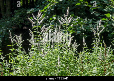 Pennyroyal oder Minze Mentha pulegium, Kräuter, Heilpflanzen von Glade, Vitosha, Berg, Bulgarien Stockfoto