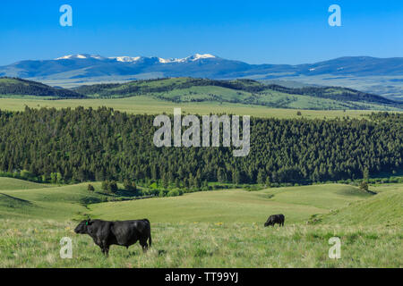 Black Angus Rinder grasen auf einer Hochebene Wiese des oberen Smith River Basin in der Nähe von White Sulphur Springs, Montana Stockfoto