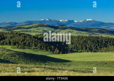 Wiesen in der oberen Smith River Basin unter Mount Baldy in der Nähe von White Sulphur Springs, Montana Stockfoto