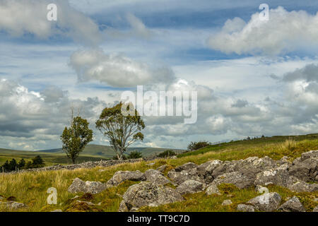 Brecon Beacons Landschaft und ein einsames Eukalyptusbaum, South Wales im Sommer Stockfoto