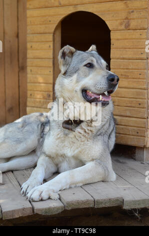 Die meisten Zentralasiatischen Schäferhund liegt in der Nähe der Lackierkabine Stockfoto