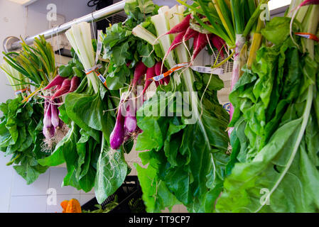 Trauben von Jakobsmuscheln, Mangold und roten Rüben hängen auf Markt in Cadiz, Spanien Stockfoto