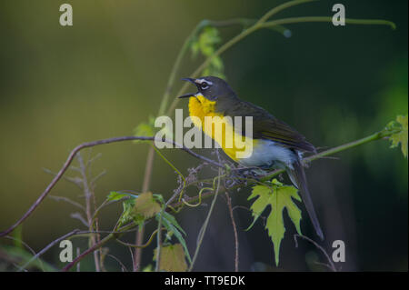 Usa: 060115: Yellow-breasted Chat, (männlich) Icteria virens. Trotz seiner hellen gelben Brust, lautes Lied, und auffällige Anzeige Flüge, die Stockfoto