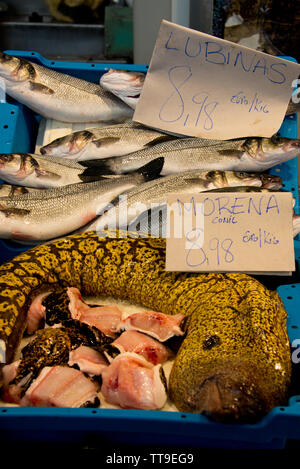 Mediterrane Moray (Römische Aal, muraena Helena) am Fischgeschäft Markt in Cadiz, Andalusien, Spanien Stockfoto