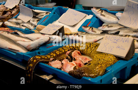 Mediterrane Moray (Römische Aal, muraena Helena) am Fischgeschäft Markt in Cadiz, Andalusien, Spanien Stockfoto