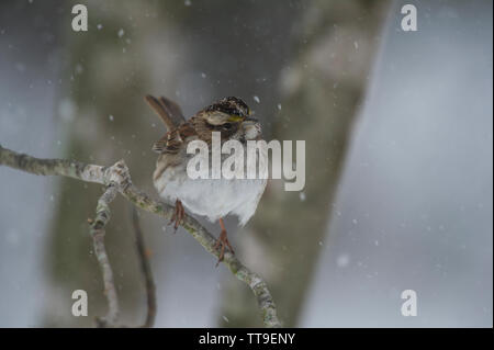 Usa: 021521: White-throated Sparrow:: Zonotrichia Albicollis. (Foto von Douglas Graham/WLP) Stockfoto