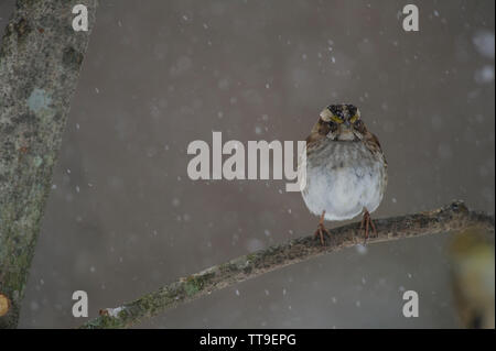 Usa: 021521: White-throated Sparrow:: Zonotrichia Albicollis. (Foto von Douglas Graham/WLP) Stockfoto