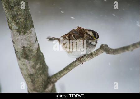 Usa: 021521: White-throated Sparrow:: Zonotrichia Albicollis. (Foto von Douglas Graham/WLP) Stockfoto