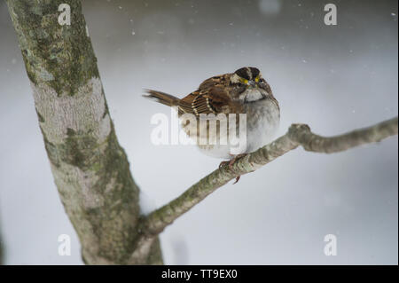 Usa: 021521: White-throated Sparrow:: Zonotrichia Albicollis. (Foto von Douglas Graham/WLP) Stockfoto