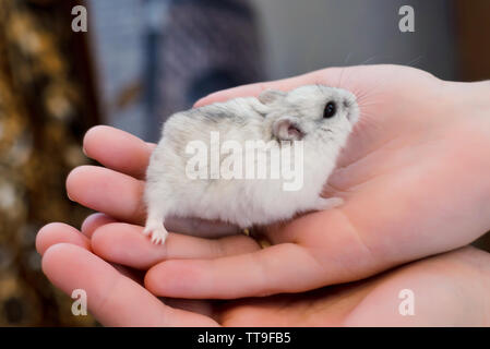 Kleine graue flauschige Hamster sitzen in Ihrer Hand Stockfoto