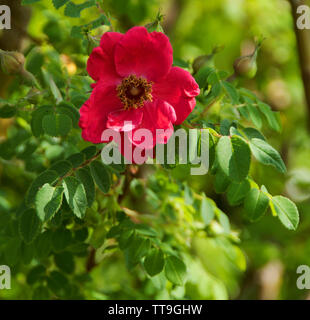 Rosa moyesii 'Geranium' verfügt über Einzel-, Geranium-roten Blüten mit überlappenden Blütenblätter und goldenen Staubgefäßen. Sie sind gefolgt von großen, länglichen, rote Hagebutten i Stockfoto