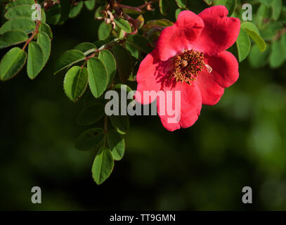 Rosa moyesii 'Geranium' verfügt über Einzel-, Geranium-roten Blüten mit überlappenden Blütenblätter und goldenen Staubgefäßen. Sie sind gefolgt von großen, länglichen, rote Hagebutten i Stockfoto