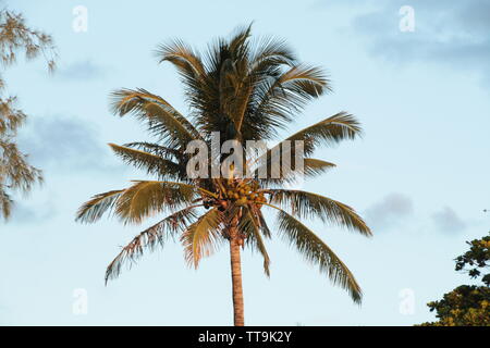 Palmen am Strand in Mauritius Stockfoto