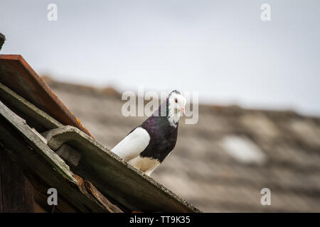 Ganselkröpfer Taube auf dem Dach, einer vom Aussterben bedrohten Rasse pidgeon aus Österreich Stockfoto