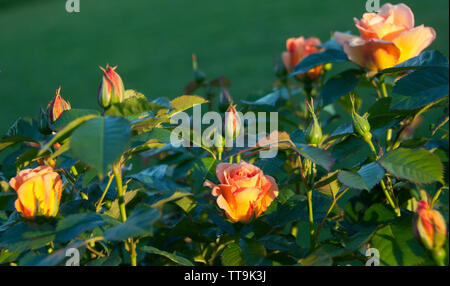 Rosa 'Maigold' in warmem Abendlicht. Stockfoto