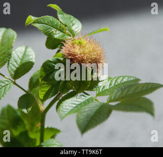 Eine Abschürfung, Wasp, wodurch eine Abschürfung, bekannt als die Rose Bedeguar Gall, Robin Nadelkissen, oder Moos Gall. Stockfoto