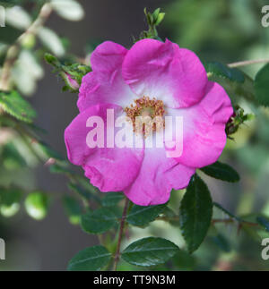 Rosa gallica, die gallische Rose, Französische rose, oder Rose von Provins, ist eine Art aus der blühenden Pflanze in der Familie der Rosengewächse, beheimatet in südlichen und zentralen Eur Stockfoto