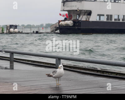 Toronto, Kanada. 15 Juni, 2019. Seagull sitzt auf der Anklagebank in Toronto Harbourfront. Stockfoto