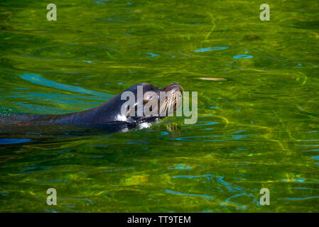 Schwimmen Galapagos-Seelöwe (zalophus californianus) Stockfoto