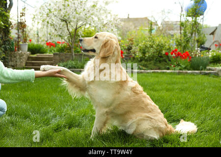 Hund Pfote und menschliche Hand tun, ein Händedruck, im Freien Stockfoto