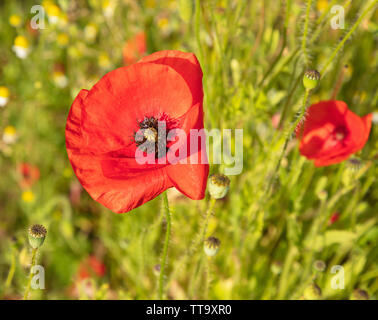 Eine rote Mohnblüte, konzentrieren Sie sich auf das Hauptmotiv, verschwommenen Hintergrund. Stockfoto