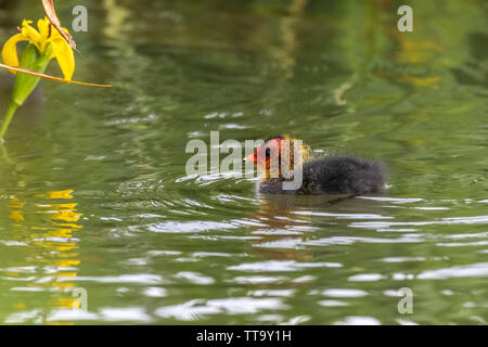 Eurasischen Blässhuhn (Fulica atra) Küken schwimmen Stockfoto