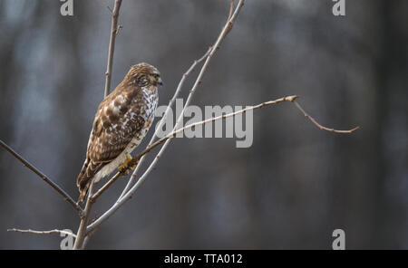 United States; Jan. 2, 2015: ein Red-Shouldered Hawk:: Buteo lineatus Jagt nur aus der Shearman Mill Trail. Dies ist ein 1,0 Meile, easy Loop Trail Stockfoto