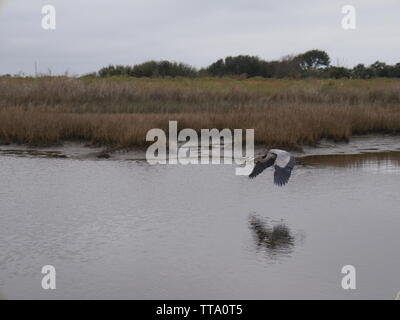 Great Blue Heron fliegen im Januar Stockfoto