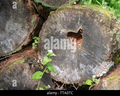 Natur - Herz Stockfoto