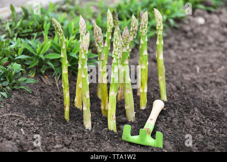 Die ökologische Landwirtschaft Spargel in Schwarz Boden Stockfoto