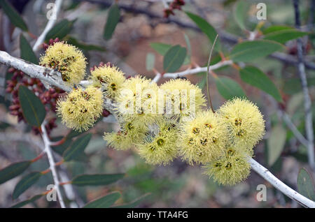 Gelbe Blüten und Knospen der seltenen Desmond Mallee, Eukalyptus desmondensis, Familie Myrtaceae. Endemisch auf Mount Desmond in der Nähe von Ravensthorpe in Western A Stockfoto