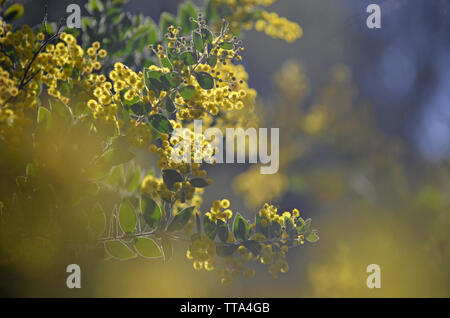 Verträumt Hintergrund gelb Blumen des Queensland Silber Wattle, Akazie podalyriifolia, Familie Fabaceae. Stockfoto