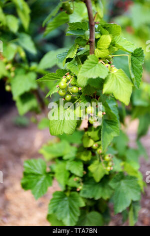 Unreife stachelbeeren am Zweig Stockfoto