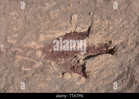 Dinosaur Footprint in Torotoro Nationalpark, Torotoro, Bolivien Stockfoto