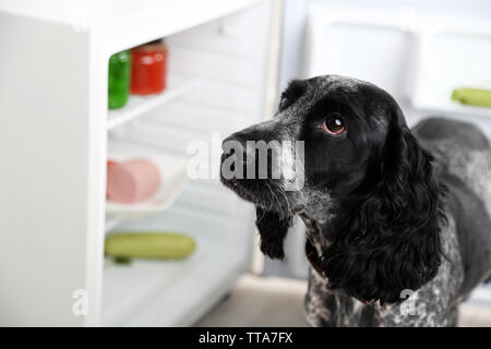 Cute Russian Spaniel in der Nähe der Kühlschrank in der Küche Stockfoto