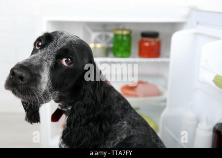 Cute Russian Spaniel in der Nähe der Kühlschrank in der Küche Stockfoto
