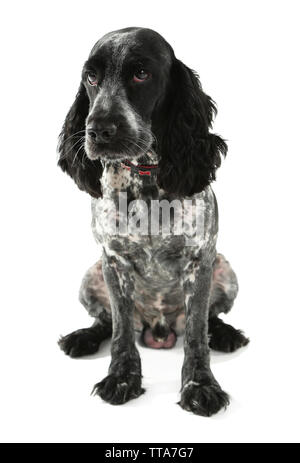 Russian spaniel isoliert auf weißem Stockfoto