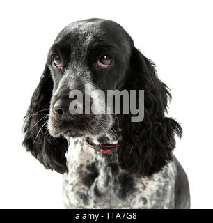 Russian spaniel isoliert auf weißem Stockfoto