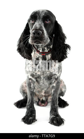 Russian spaniel isoliert auf weißem Stockfoto