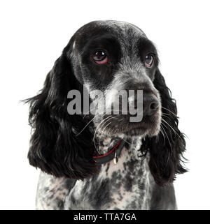 Russian spaniel isoliert auf weißem Stockfoto