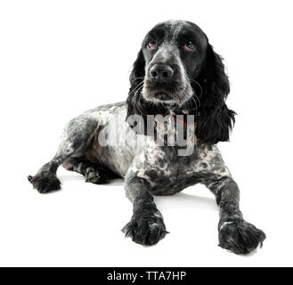 Russian spaniel isoliert auf weißem Stockfoto
