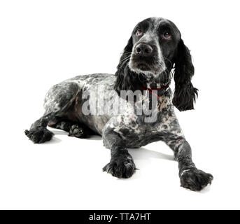 Russian spaniel isoliert auf weißem Stockfoto