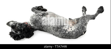 Russian spaniel isoliert auf weißem Stockfoto