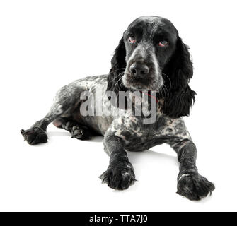 Russian spaniel isoliert auf weißem Stockfoto