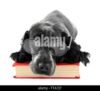 Russian Spaniel mit Buch und Gläser isoliert auf weiss Stockfoto