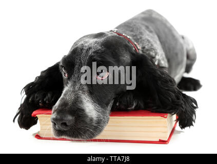 Russian Spaniel mit Buch isoliert auf weißem Stockfoto